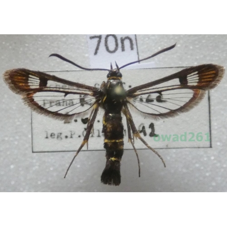 Synanthedon tipuliformis (Clerck, 1759) Czech70n